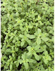 copy of Marjoram Plant