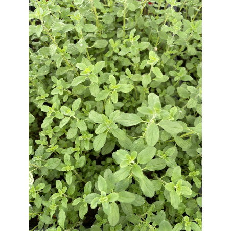 10 Piante di Maggiorana in Vaso 7cm-Piante Aromatiche |Mondo Piante