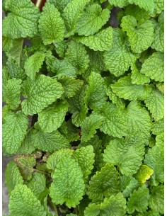 10 Piante di Melissa in... 2