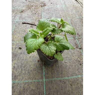 10 Piante di Melissa in Vaso 7cm-Piante Aromatiche Online|Mondo Piante