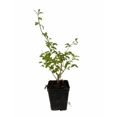 Kit 10 Piante di Goji (Lycium barbarum) Vaso 7 cm | Mondo Piante