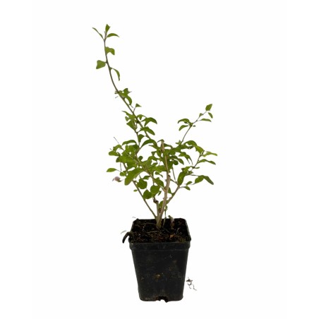 Kit 10 Piante di Goji (Lycium barbarum) Vaso 7 cm | Mondo Piante