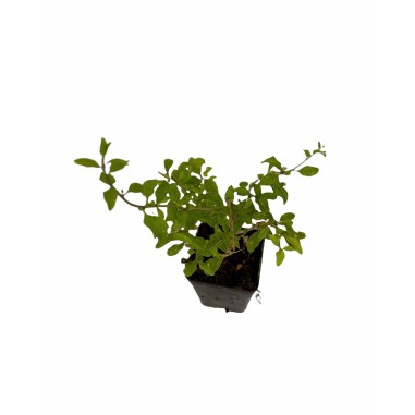 Kit 10 Piante di Goji (Lycium barbarum) Vaso 7 cm | Mondo Piante
