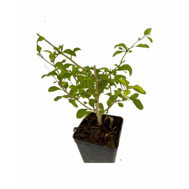 Kit 10 Piante di Goji (Lycium barbarum) Vaso 7 cm | Mondo Piante