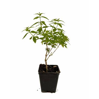 Kit 10 Piante Citronella (Lippia Citriodora) Vaso 7 cm | Mondo Piante