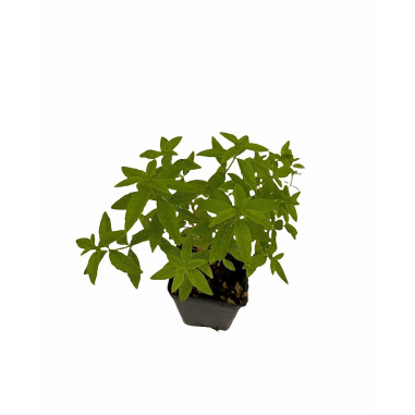 Kit 10 Piante Citronella (Lippia Citriodora) Vaso 7 cm | Mondo Piante