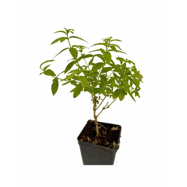 Kit 10 Piante Citronella (Lippia Citriodora) Vaso 7 cm | Mondo Piante