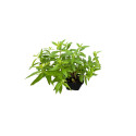 10 Piante di Citronella o Lippia Citriodora in Vaso 7cm-Profumo Limonato