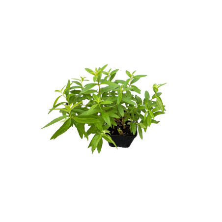 Kit 10 Piante Citronella (Lippia Citriodora) Vaso 7 cm | Mondo Piante