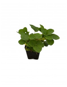 copy of Strawberry Plant