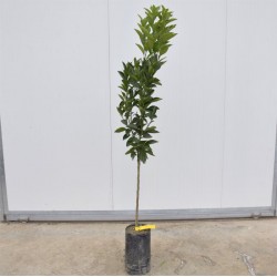 Albero Arancio Navel 3 anni