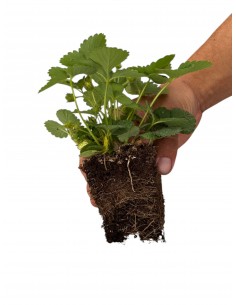 copy of Strawberry Plant 2