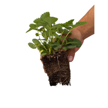 10 Piante di Fragola in Vaso 7cm - Piante da Cespuglio| Mondo Piante