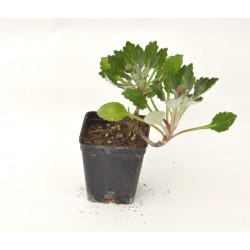 copy of Arctotis Plant