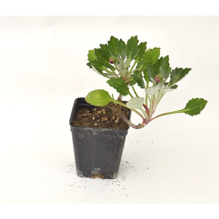 10 Piante di Arctotis in Vaso 7cm - Pianta Da Cespuglio | Mondo Piante