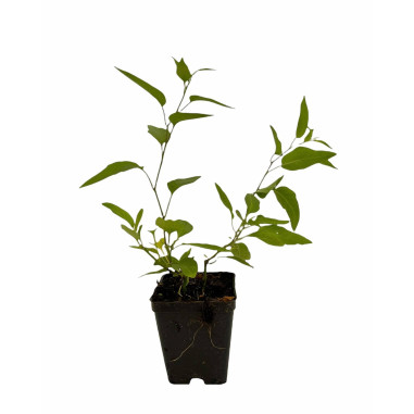 Sale Of Solanum Jasminoides Plant-Climbing Plant|Mondo Piante