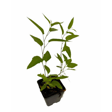 Sale Of Solanum Jasminoides Plant-Climbing Plant|Mondo Piante