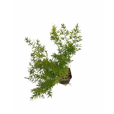 10 Piante Asparagus Sprengeri Vaso 7cm- Piante Da Cespuglio|MondoPiante
