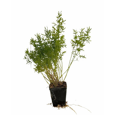 10 Piante Asparagus Sprengeri Vaso 7cm- Piante Da Cespuglio|MondoPiante