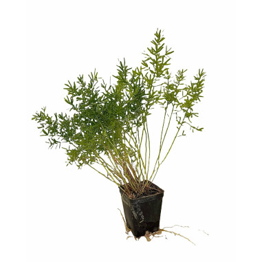 10 Piante Asparagus Sprengeri Vaso 7cm- Piante Da Cespuglio|MondoPiante