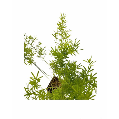 10 Piante Asparagus Sprengeri Vaso 7cm- Piante Da Cespuglio|MondoPiante