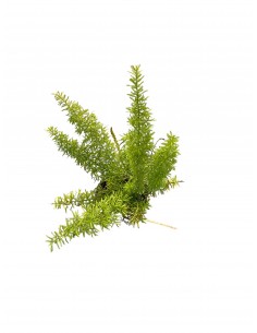 copy of Asparagus Foxtail...