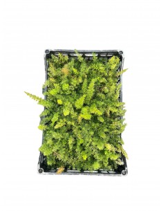 copy of Asparagus Foxtail... 2