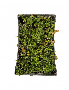 10 Piante di Beloperone... 2