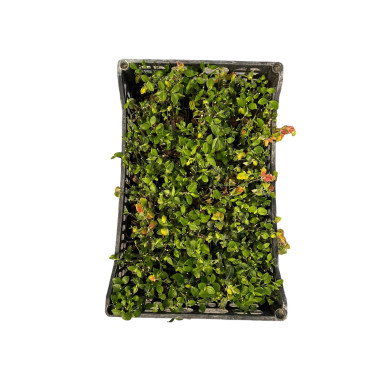 10 Piante di Beloperone Guttata Vaso 7cm - Piante Online|Mondo Piante