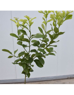 Albero di Cedro 3 Anni | Vendita Agrumi Online | Mondo Piante