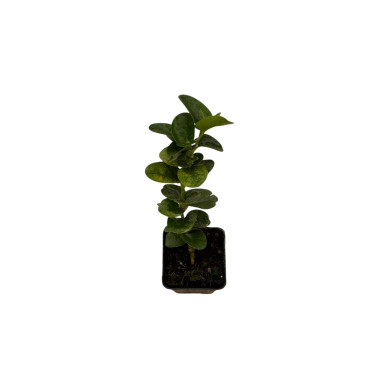 10 Piante di Carissa Grandiflora Vaso 7cm-Cespugli Online|Mondo Piante