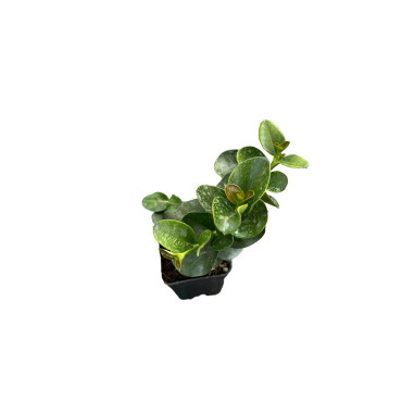 10 Piante di Carissa Jasminoides Vaso 7cm-Cespugli Online|Mondo Piante