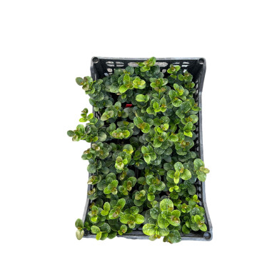 10 Piante di Carissa Jasminoides Vaso 7cm-Cespugli Online|Mondo Piante