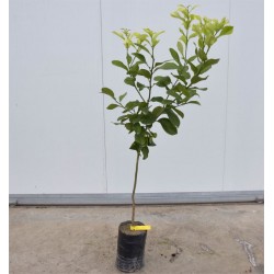Albero del Cedro 3... 2
