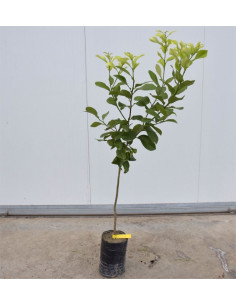 Albero di Cedro 3 Anni | Vendita Agrumi Online | Mondo Piante 2