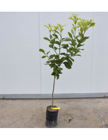 Vendita Albero del Cedro 3 anni - Alberi di Agrumi|Mondo Piante