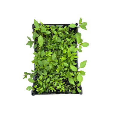 Sale Of Solanum Jasminoides Plant-Climbing Plant|Mondo Piante