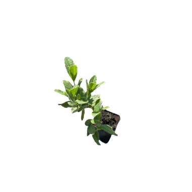 10 Piante di Cistus in Vaso 7cm - Vendita Pianta  Online | Mondo Piante