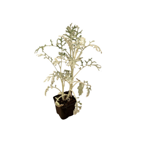 Cineraria Maritima Plant for Sale - Bush Plants Online | Mondo Piante