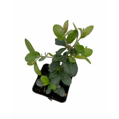 40 Piante di Crataegus Vaso 7cm-Pianta Da Cespuglio | Mondo Piante