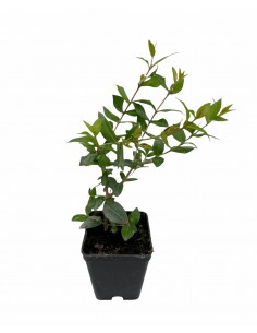 100 Piante di Abelia in...