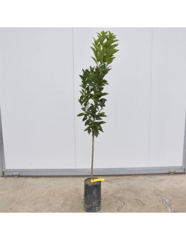 Albero di Arancio Tarocco 3 Anni | Mondo Piante