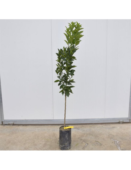 Albero di Arancio Tarocco 3 Anni | Mondo Piante