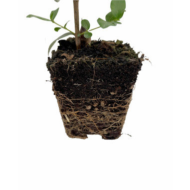 100 Piante di Abelia in Vaso 7cm-Piante Da Cespuglio|Mondo Piante