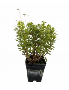 10 Piante di Agathea... 2