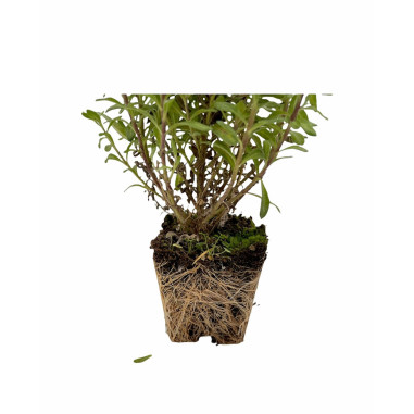 40 Piante di Agathea Coelestis 7cm-Piante Da Cespuglio|Mondo Piante