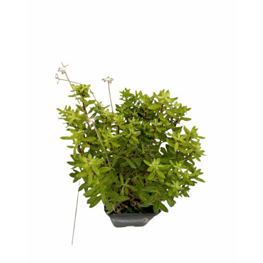 100 Piante di Agathea Coelestis 7cm-Piante Da Cespuglio|Mondo Piante