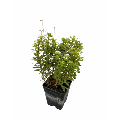 100 Piante di Agathea Coelestis 7cm-Piante Da Cespuglio|Mondo Piante