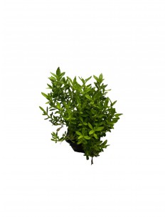 copy of Pianta Agathea...