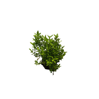 Vendita Pianta Agathea Coelestis  - Piante Da Cespuglio| Mondo Piante